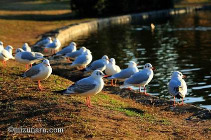 ユリカゴメ 稲毛海浜公園