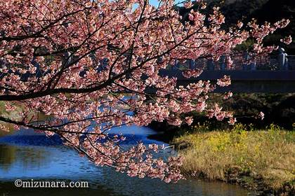 保田川 頼朝桜