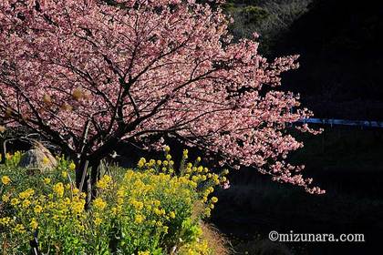 保田 保田川 頼朝桜