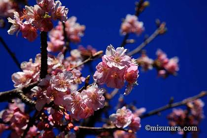 頼朝桜