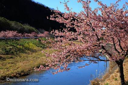 保田川 頼朝桜