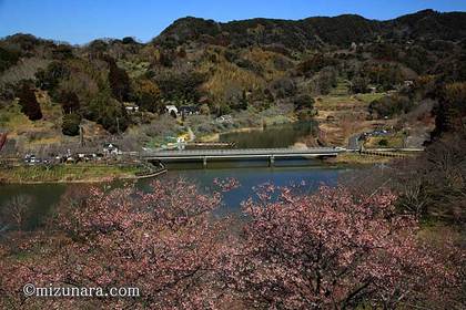 佐久間ダム 頼朝桜