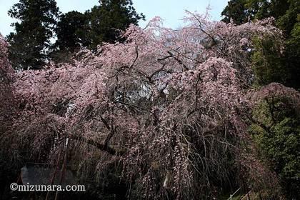 四街道市 桜 福星寺