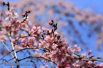 四街道市 桜 福星寺