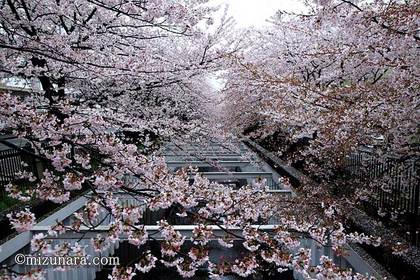 桜 草野水路