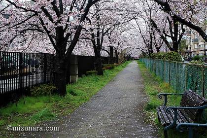 桜 草野水路