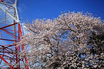 弁天さま 桜