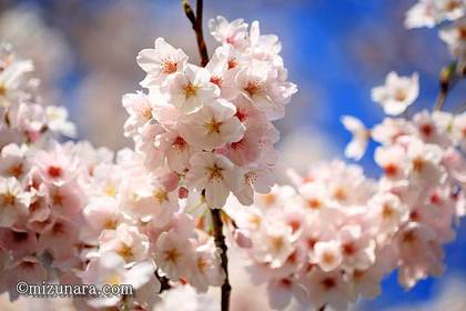 弁天さま 桜