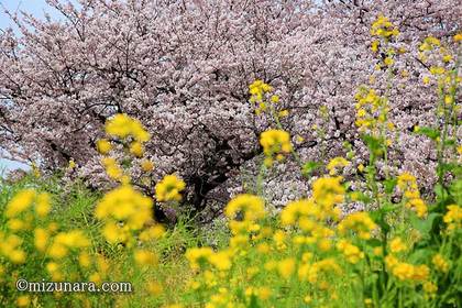 新検見川グリーンベルト 桜