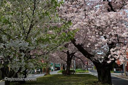 新検見川グリーンベルト 桜