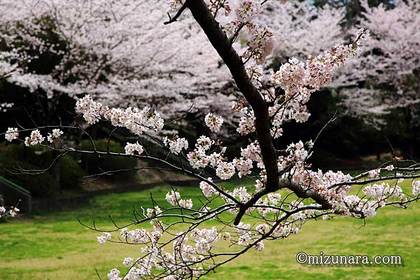 桜