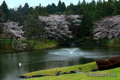 川村記念美術館 桜