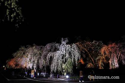 夜桜 桜 角館