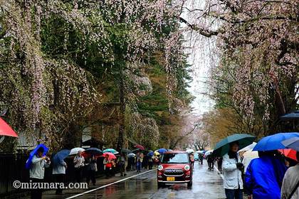 桜 角館