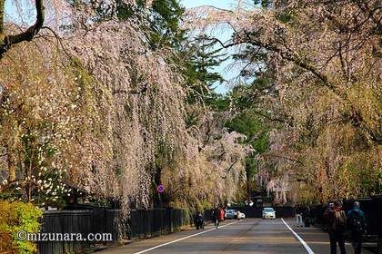 桜 角館