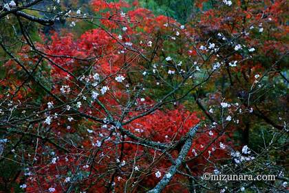 十月桜 川村記念美術館 紅葉