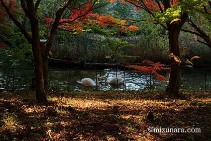 川村記念美術館 白鳥 紅葉