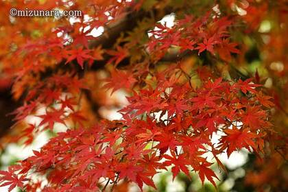 カエデ 紅葉