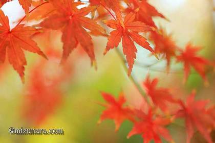 カエデ 紅葉