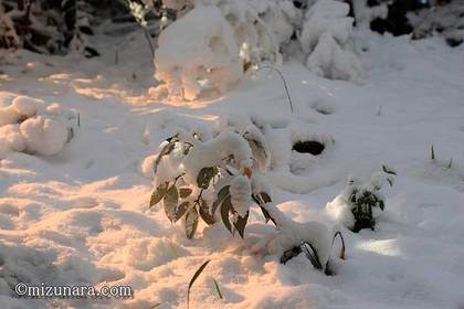 雪