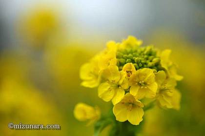 カンザキハナナ 千葉市花の美術館 菜の花