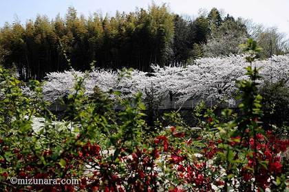 六方調整池 桜