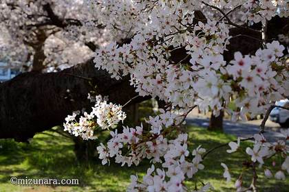 桜 花園グリーンベルト