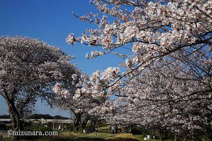 桜 花見川千本桜緑地