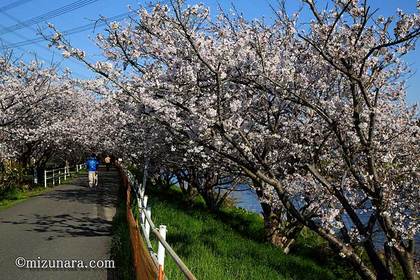 桜 長作町花見川桜並木