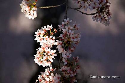 桜 草野水路