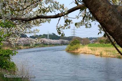 桜 花見川桜並木