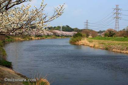 桜 花見川桜並木