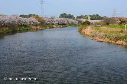 桜 花見川桜並木