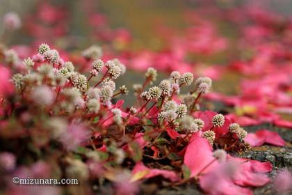 ヒメツルソバ 山茶花