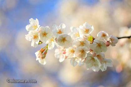 弁天さま 桜