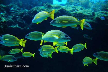 美ら海水族館