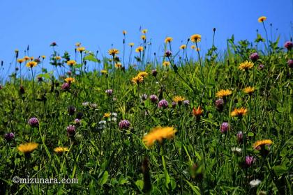 野の花