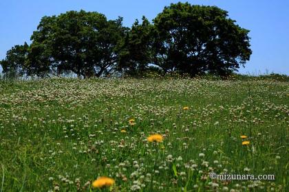 野の花