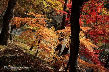 天童公園 紅葉 舞鶴山