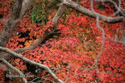 紅葉