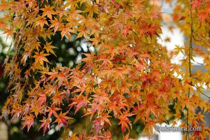 冬の雨 紅葉