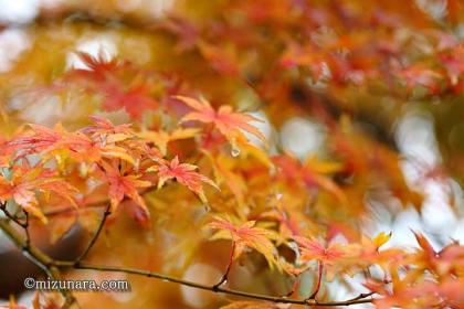 冬の雨 紅葉