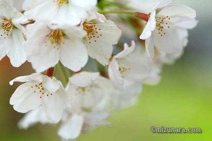 弁天さまの桜 桜