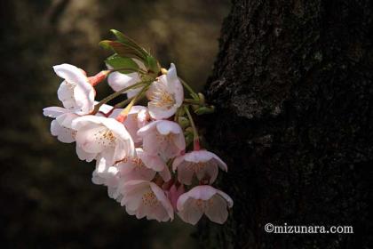 桜 草野水路