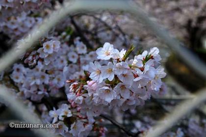 桜 草野水路