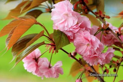 八重桜 桜