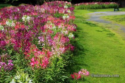 クレオメ 千葉市花の美術館