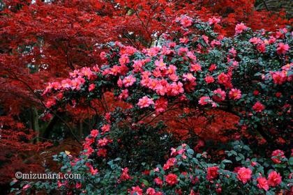 山茶花 紅葉