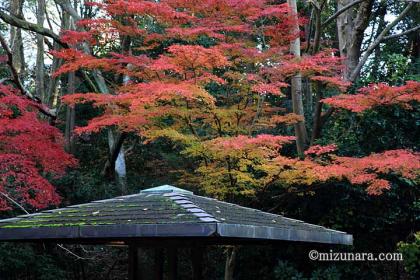 紅葉