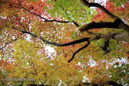 紅葉